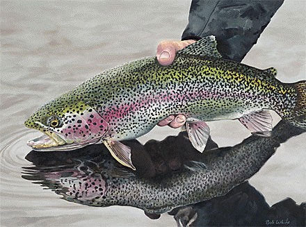 &quot;One Last Look&quot; (Rainbow Trout) by Bob White