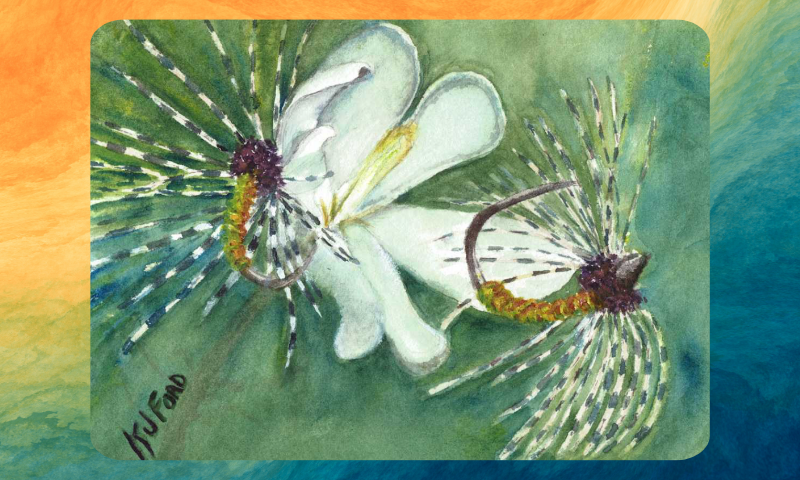 Katherine Ford Watercolorist