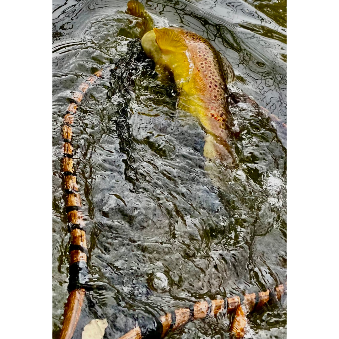 50" Custom Carbon Fiber & Wood Nets by Croff Craft