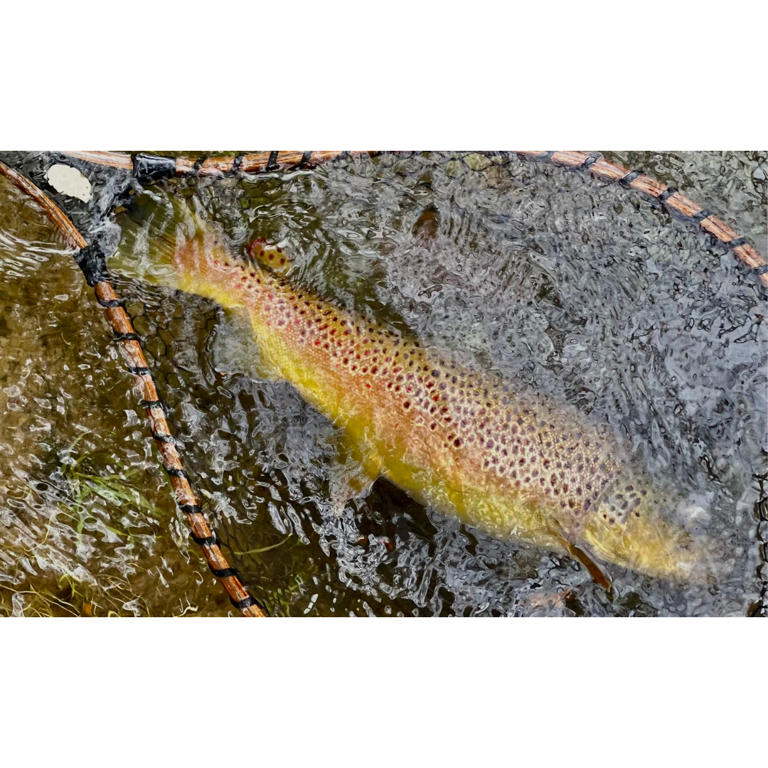 50" Custom Carbon Fiber & Wood Nets by Croff Craft