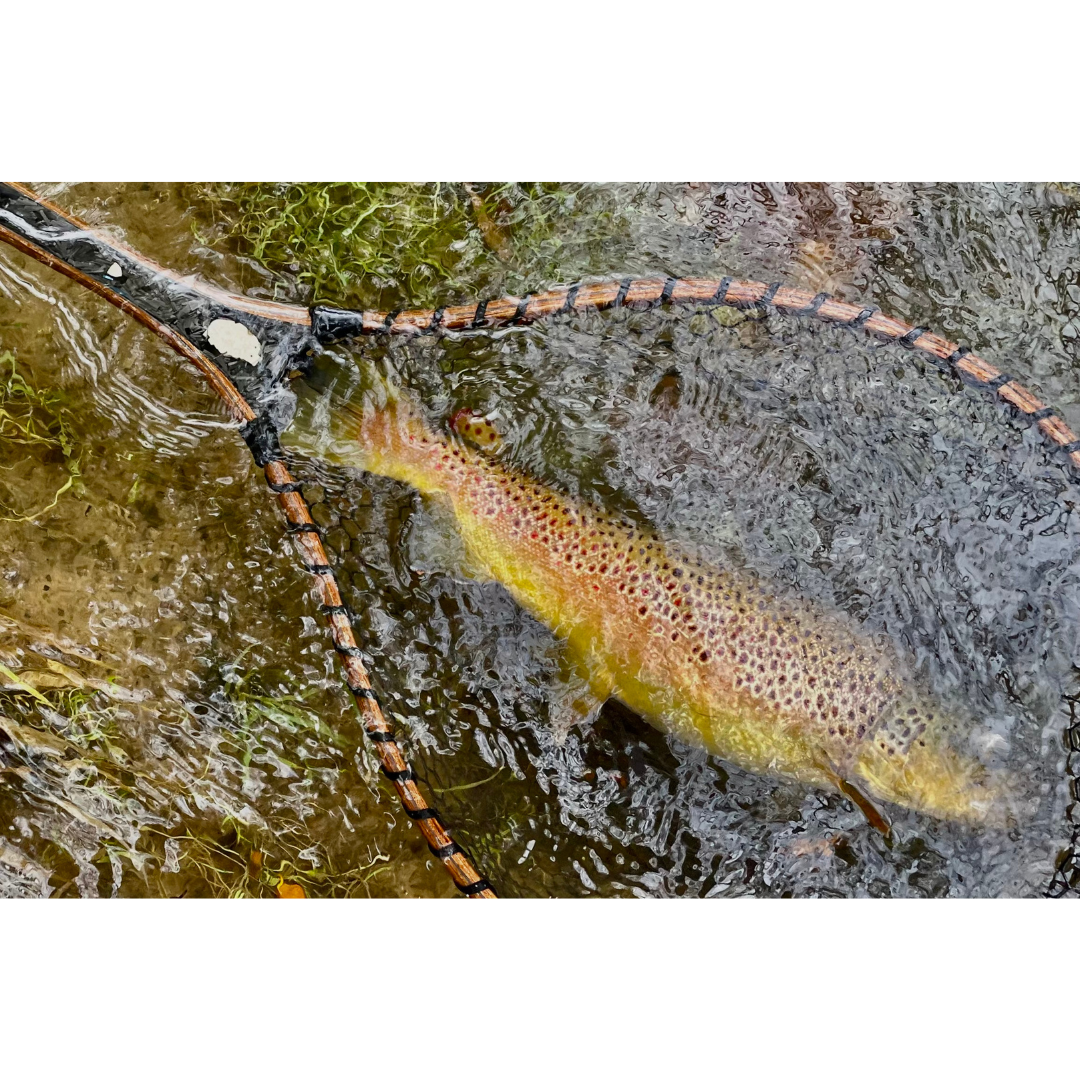 50" Custom Carbon Fiber & Wood Nets by Croff Craft