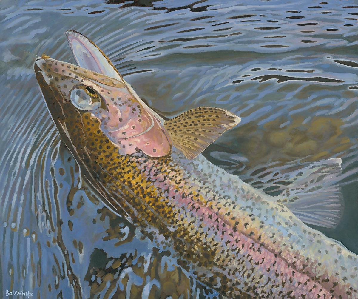 &quot;Color and Light Reflected - Rainbow Trout&quot; by Bob White