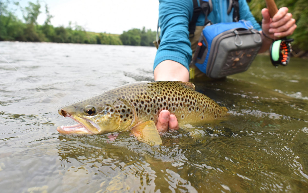 Light Hendrickson Classic Dry Fly - (12 Pack, Sz 18)