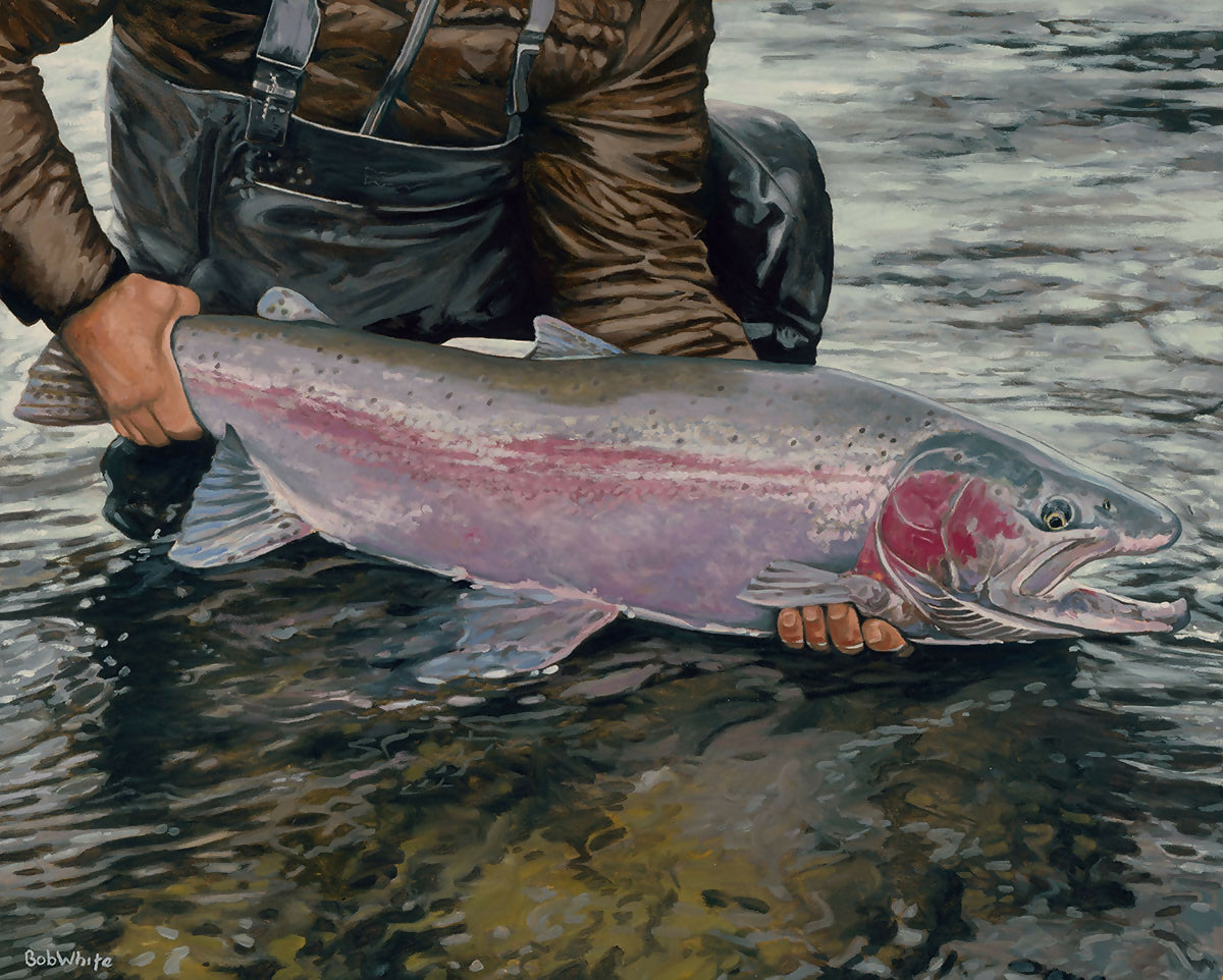 &quot;Color and Light Reflected - Steelhead&quot; by Bob White