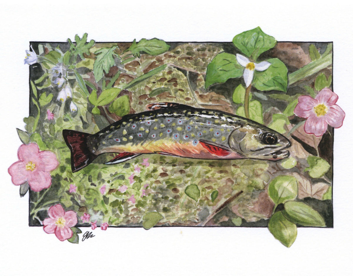 Trout