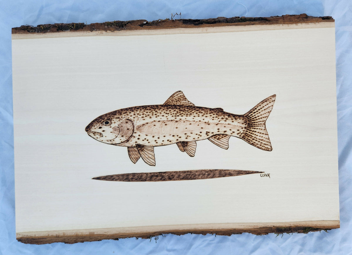 BW trout